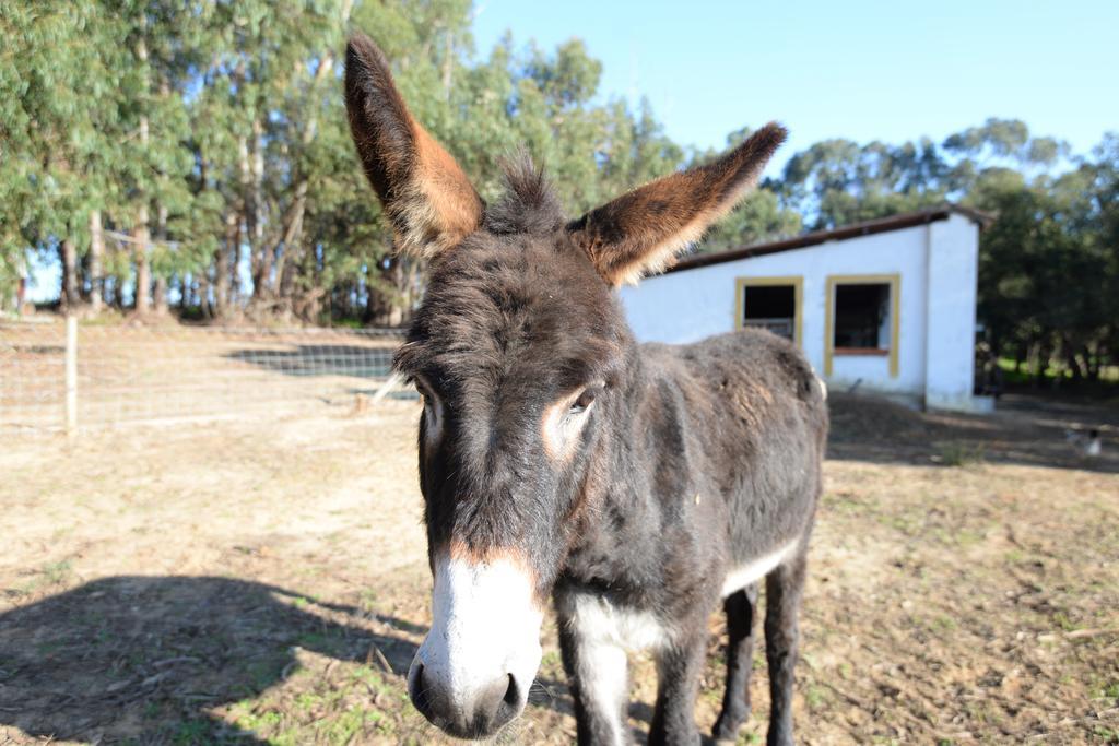Quinta Pedagogica Da Samoqueirinha - Duna Parque & Farm stay *