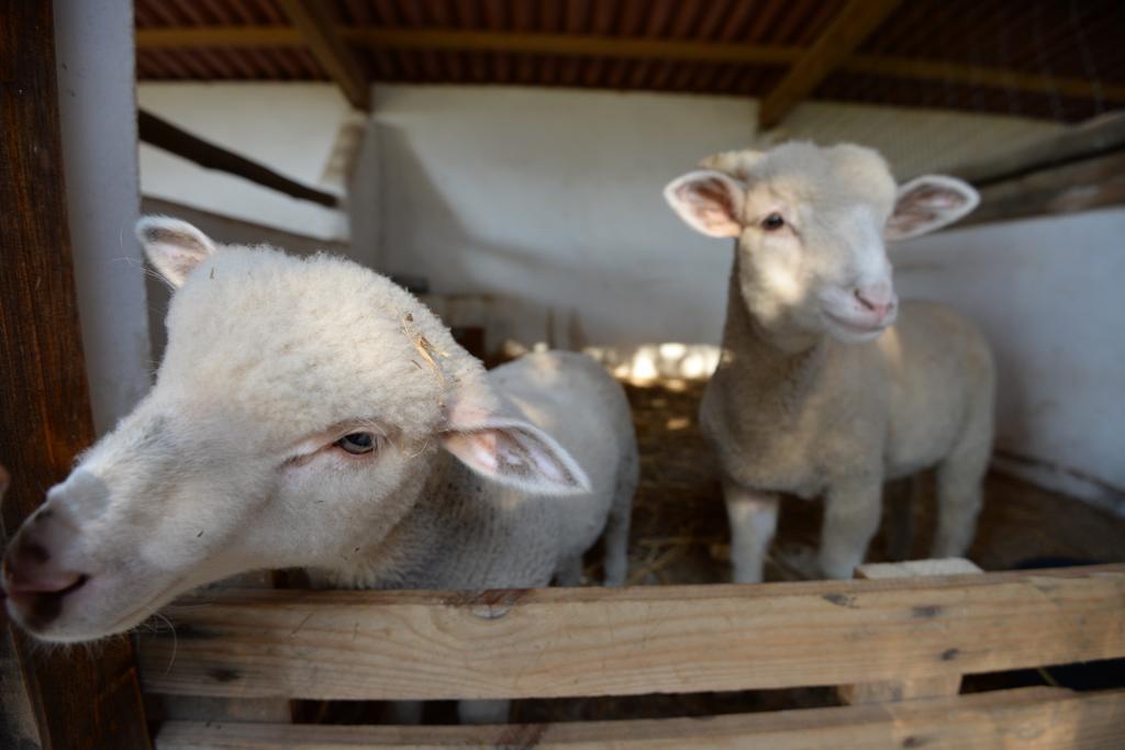 Farm stay Quinta Pedagogica Da Samoqueirinha - Duna Parque & Vila Nova de Milfontes