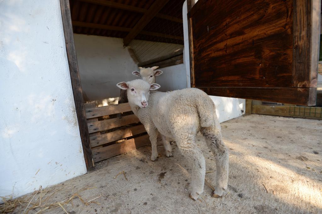 Quinta Pedagogica Da Samoqueirinha - Duna Parque & Farm stay Vila Nova de Milfontes