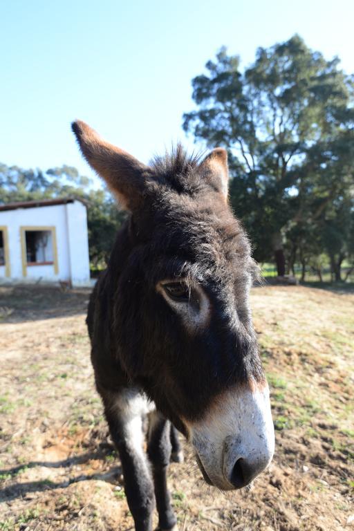 Farm stay Quinta Pedagogica Da Samoqueirinha - Duna Parque & Vila Nova de Milfontes