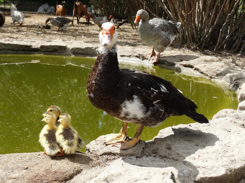 Casa Das Palmeiras Farm stay