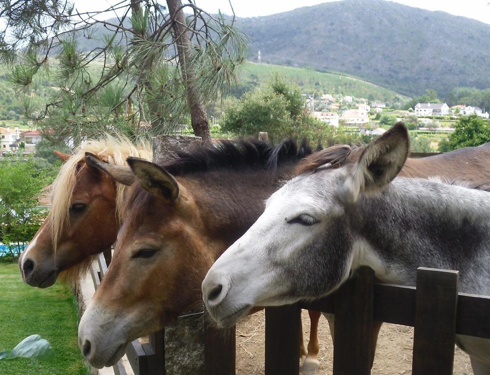 Farm stay Quintinha D'arga