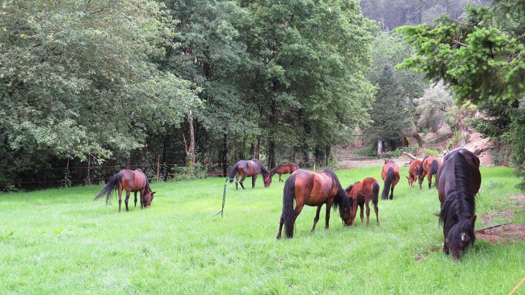 Residencia Iris * Gerês