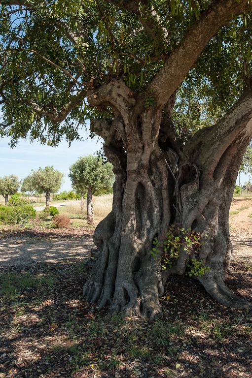 Country house Pensao Agricola *