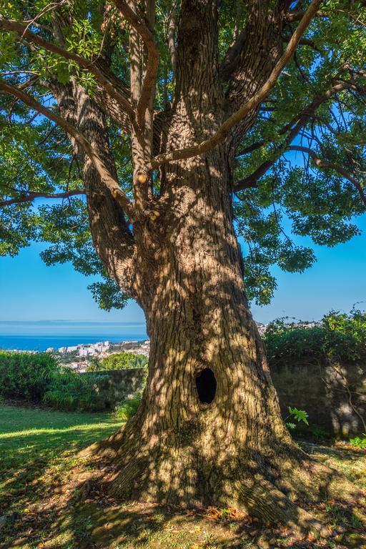 Quinta Das Malvas - Quinta De Santa Luzia Guest house Funchal (Madeira)