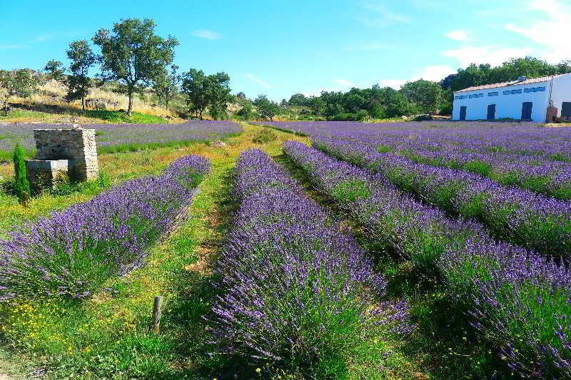 Farm stay Quinta Lavandas *