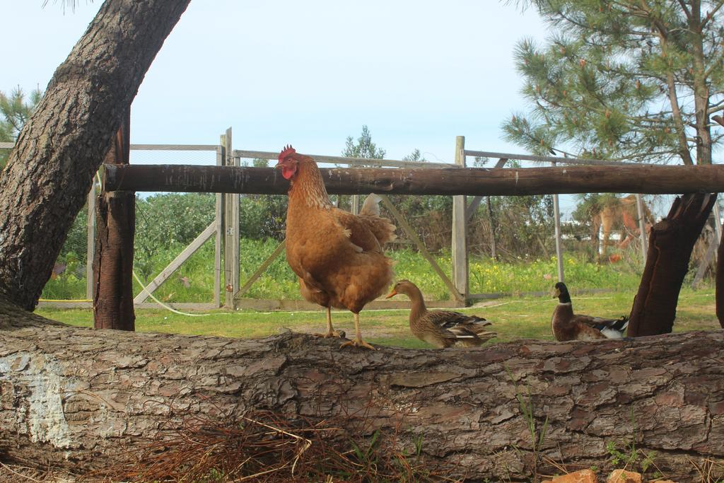 Casa rural Herdade Monte Do Sol *
