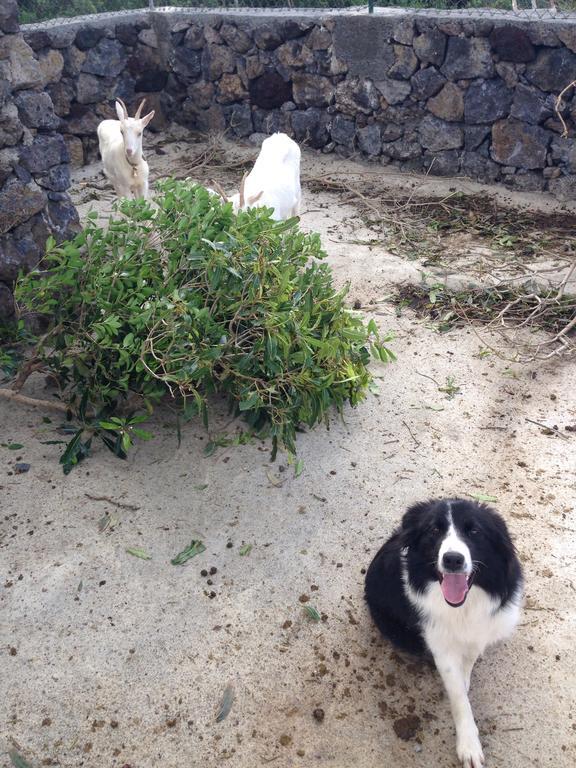 Make It Happen Farm * Urzelina
