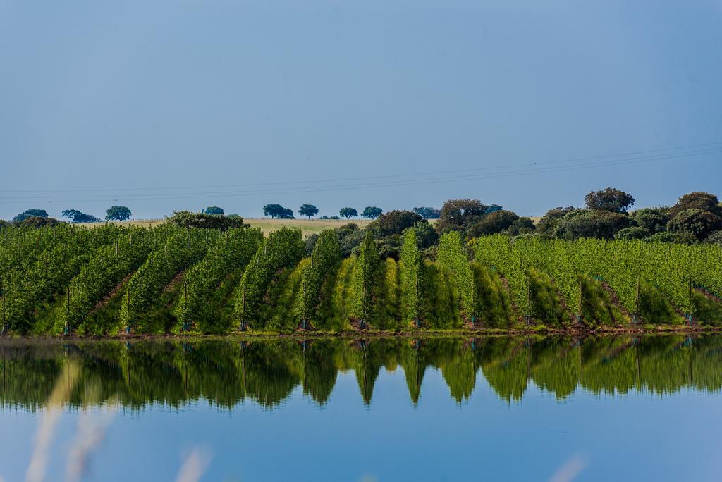 Gale Alentejo Vineyard - Clube De Campo Hotel Albernoa