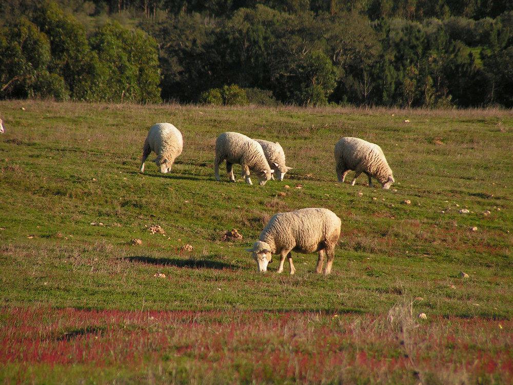 Farm stay Herdade Do Amarelo Nature & Vila Nova de Milfontes