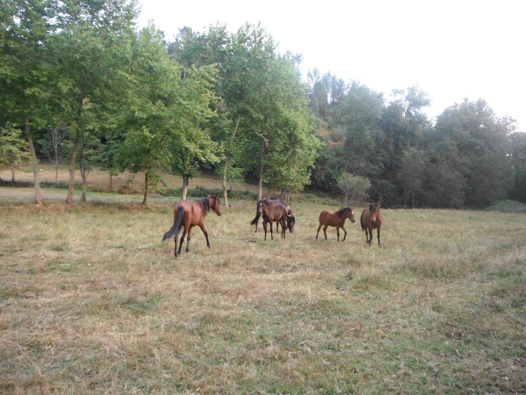 Quinta Da Penela Country house *