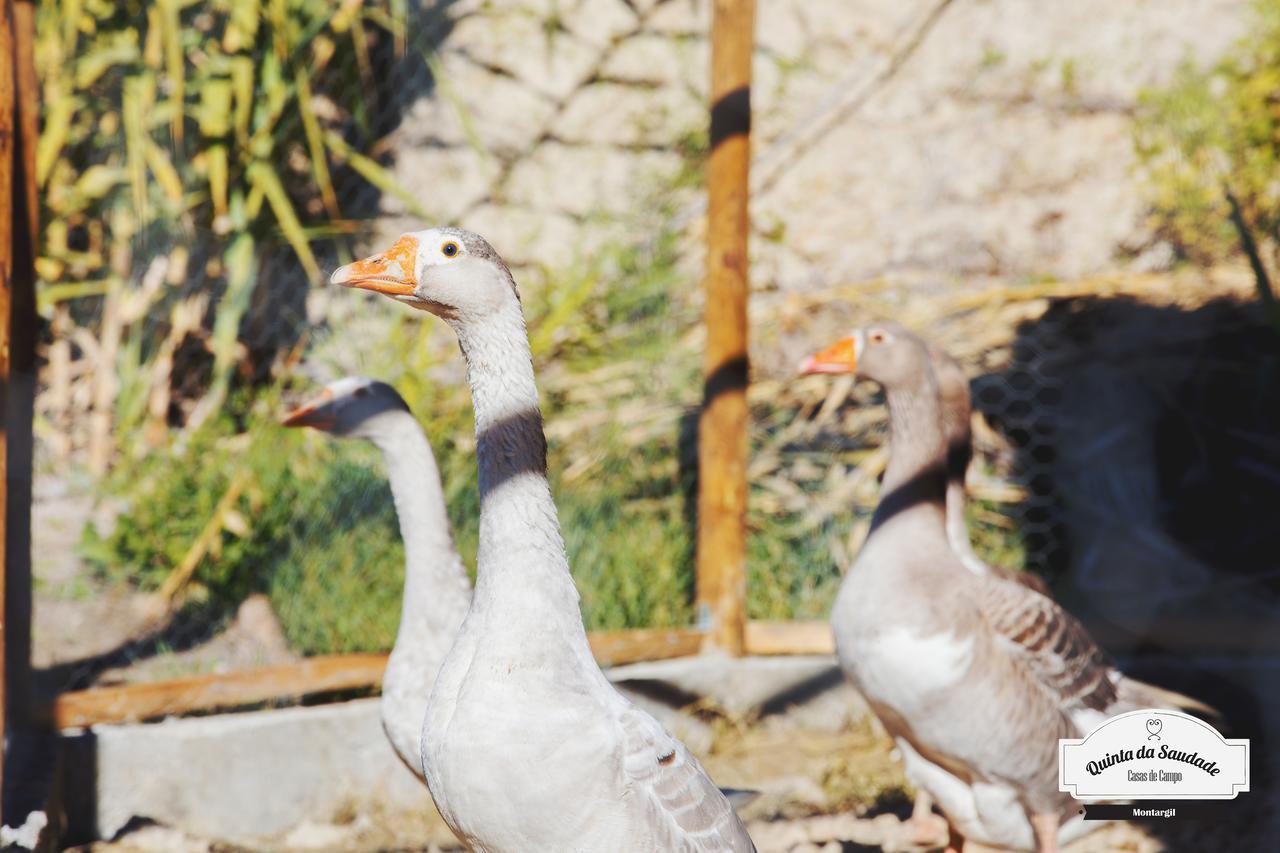 Quinta Da Saudade Holiday park