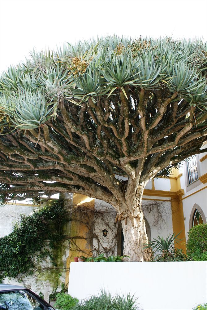Casa Do Castelo - Turismo De Habitacao