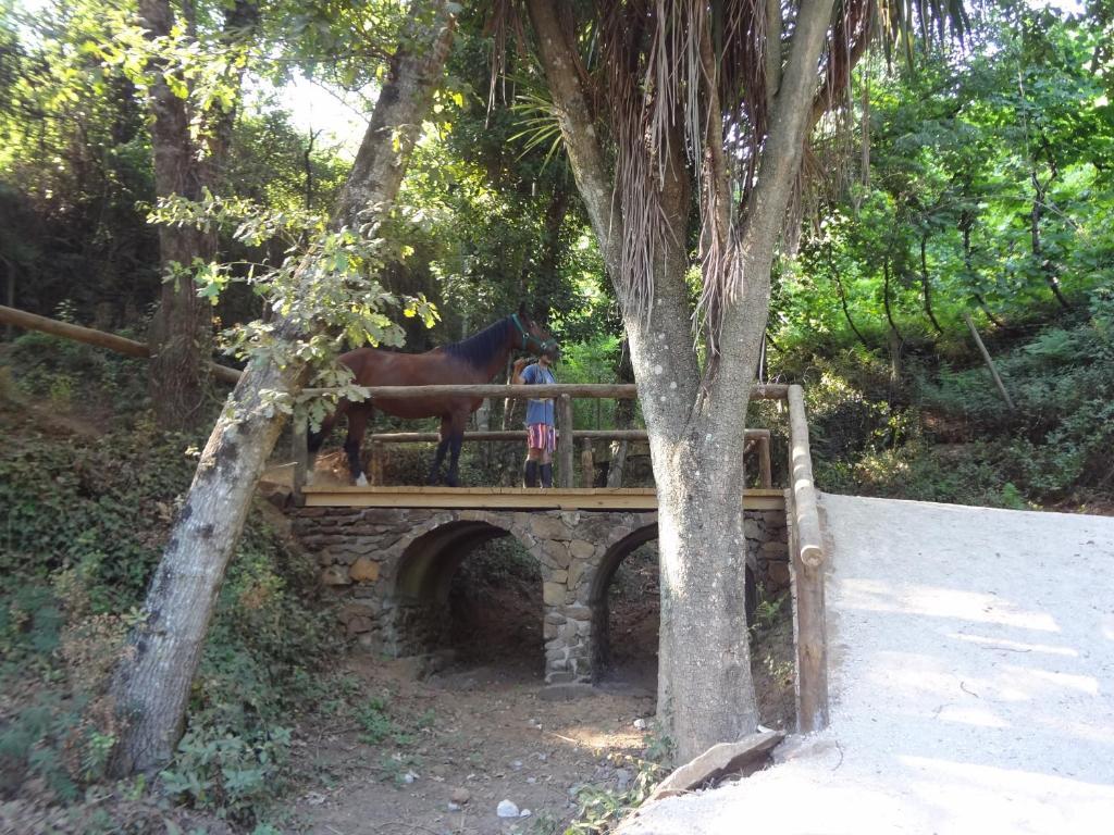Quinta Escomoeiras Vakantieboerderij Celorico De Basto