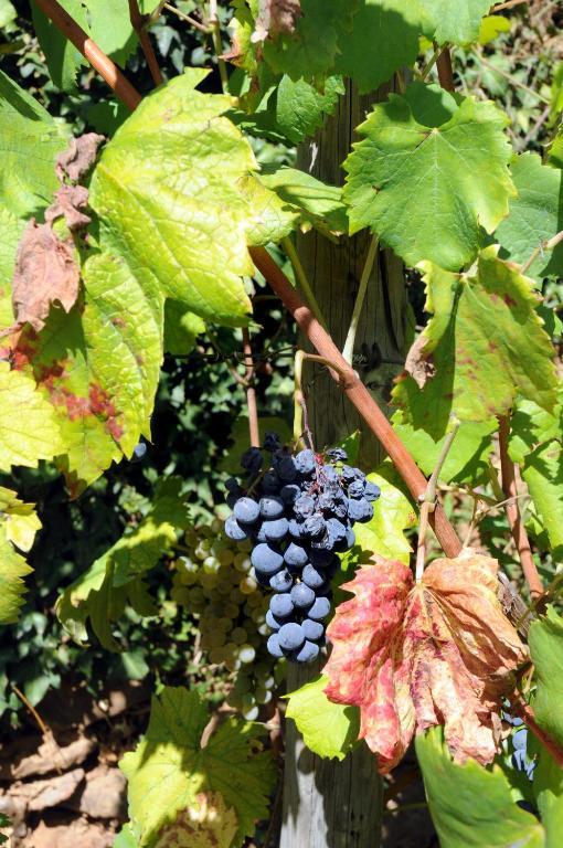 Farm stay Quinta Escomoeiras