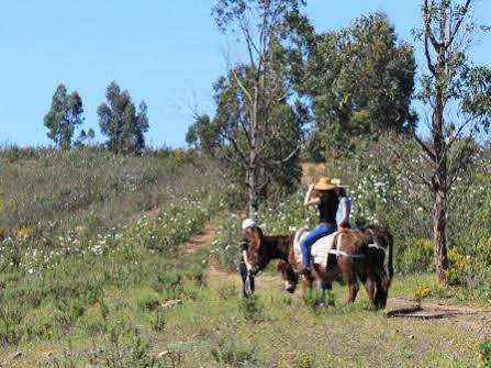 Burro Agroturismo Portimão
