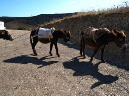 Agroturismo Burro Portimão