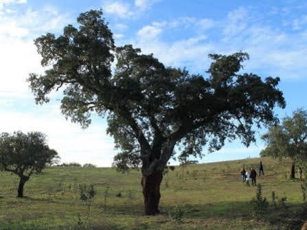 Burro Agroturismo *
