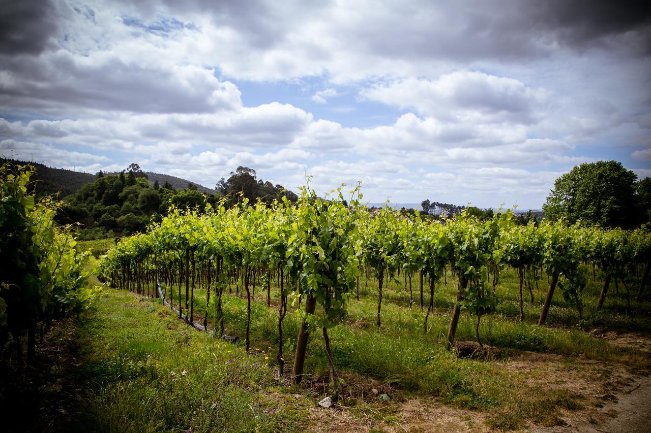 Quinta De Lourosa