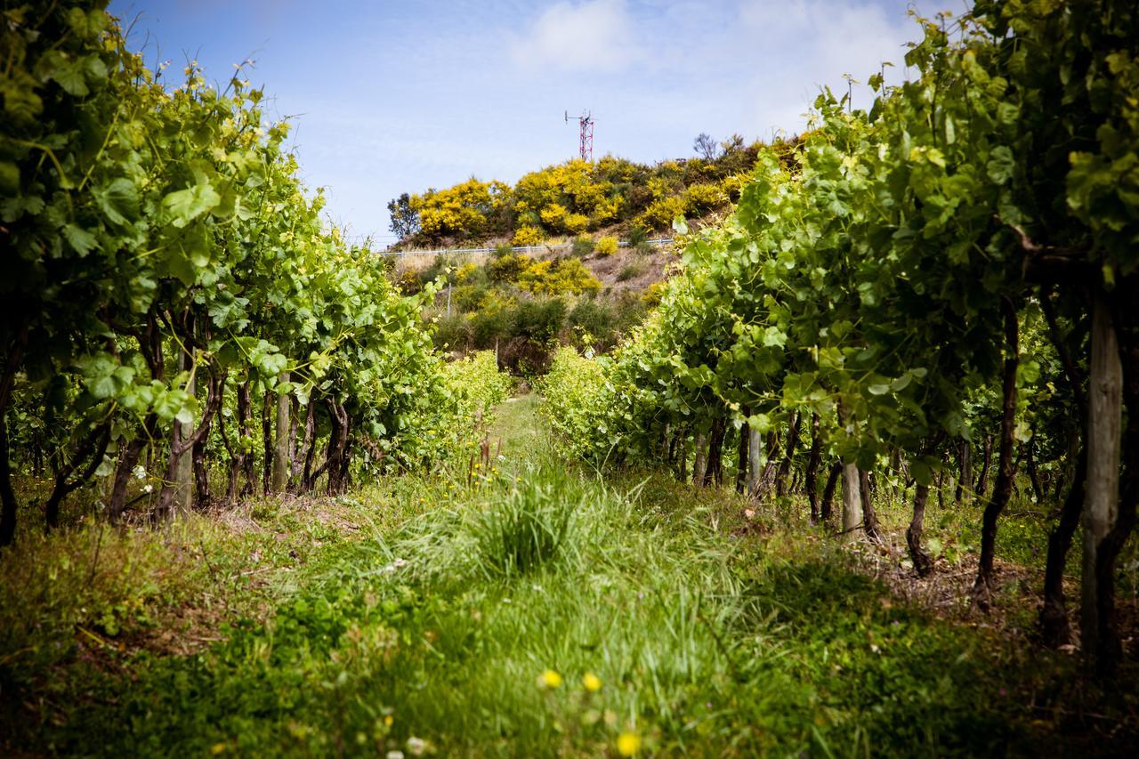 Quinta De Lourosa Country house Lousada