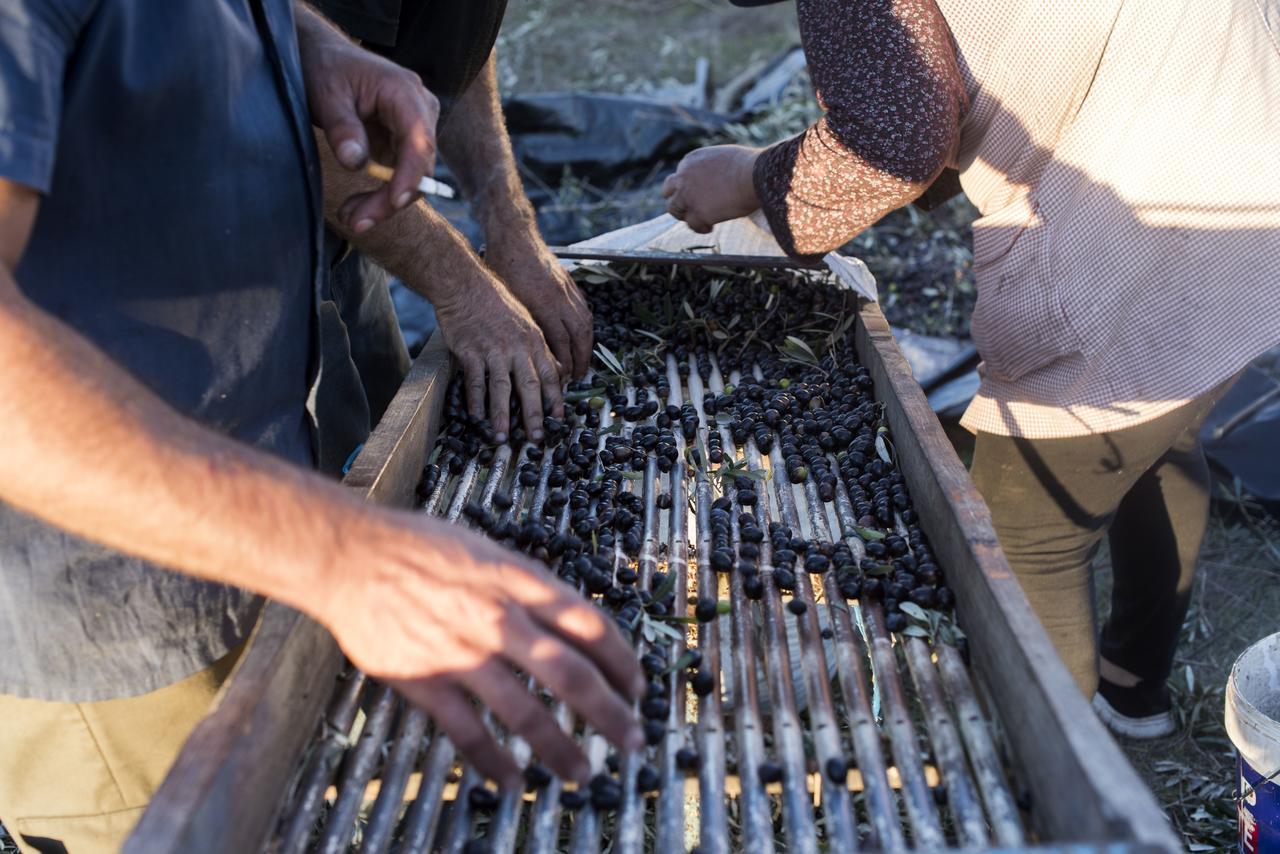 Herdade Barradas Da Serra Agroturismo