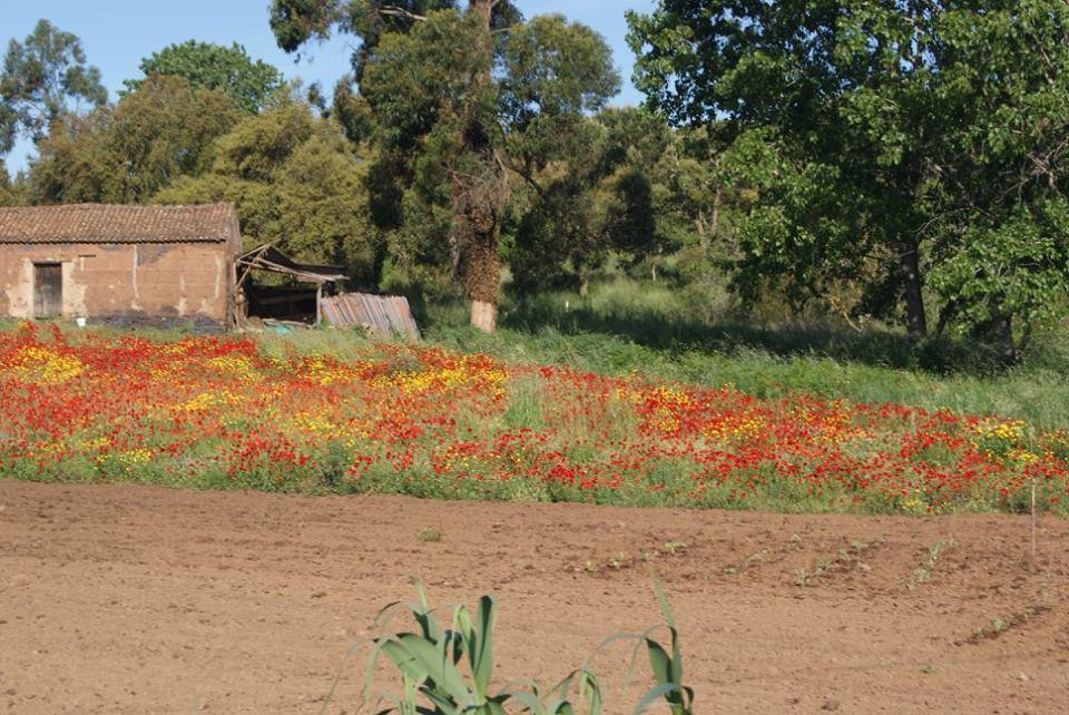 Bau-doce * Cercal do Alentejo