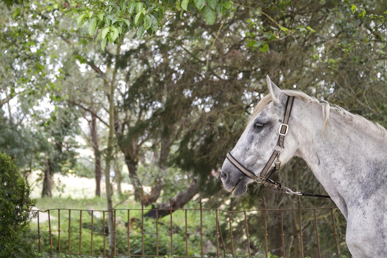 Quinta De Cascavelos-eco Experience