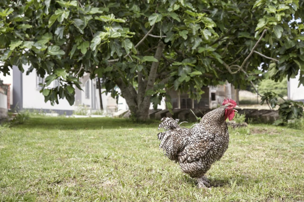 Farm stay Quinta De Cascavelos-eco Experience *