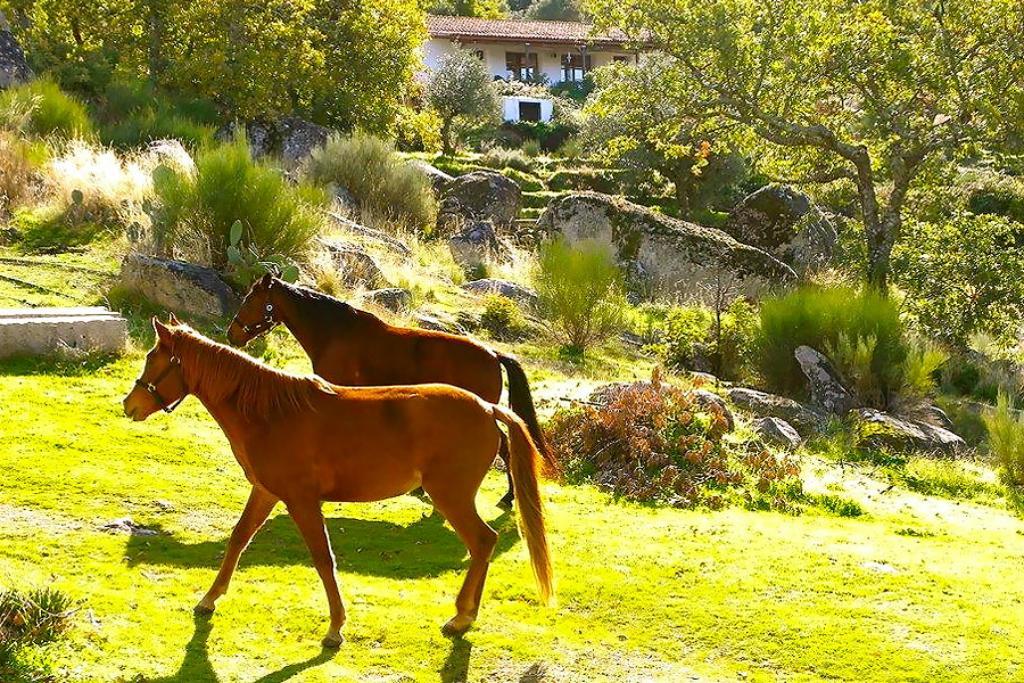 Quinta Do Country house Marvao (Portalegre)