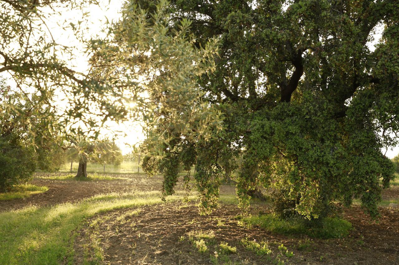 Fazenda Nova Tavira