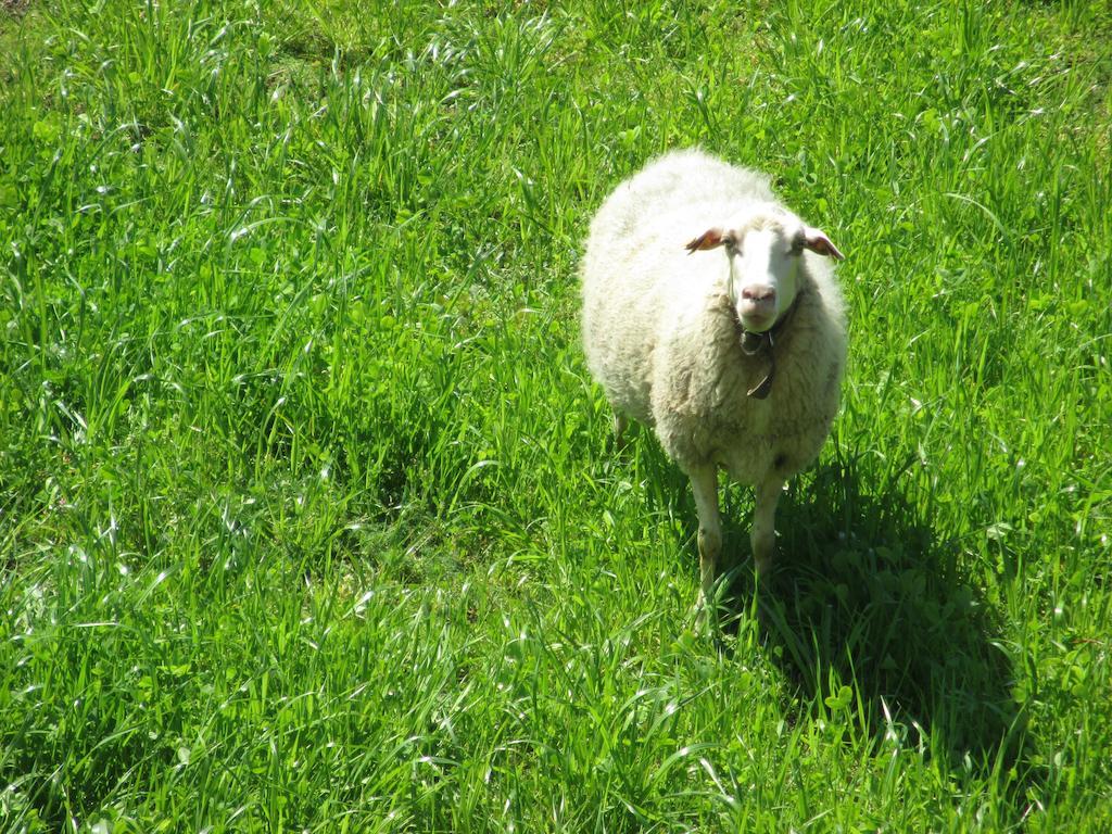 Quinta Do Burgo - Nature Farm stay Amares