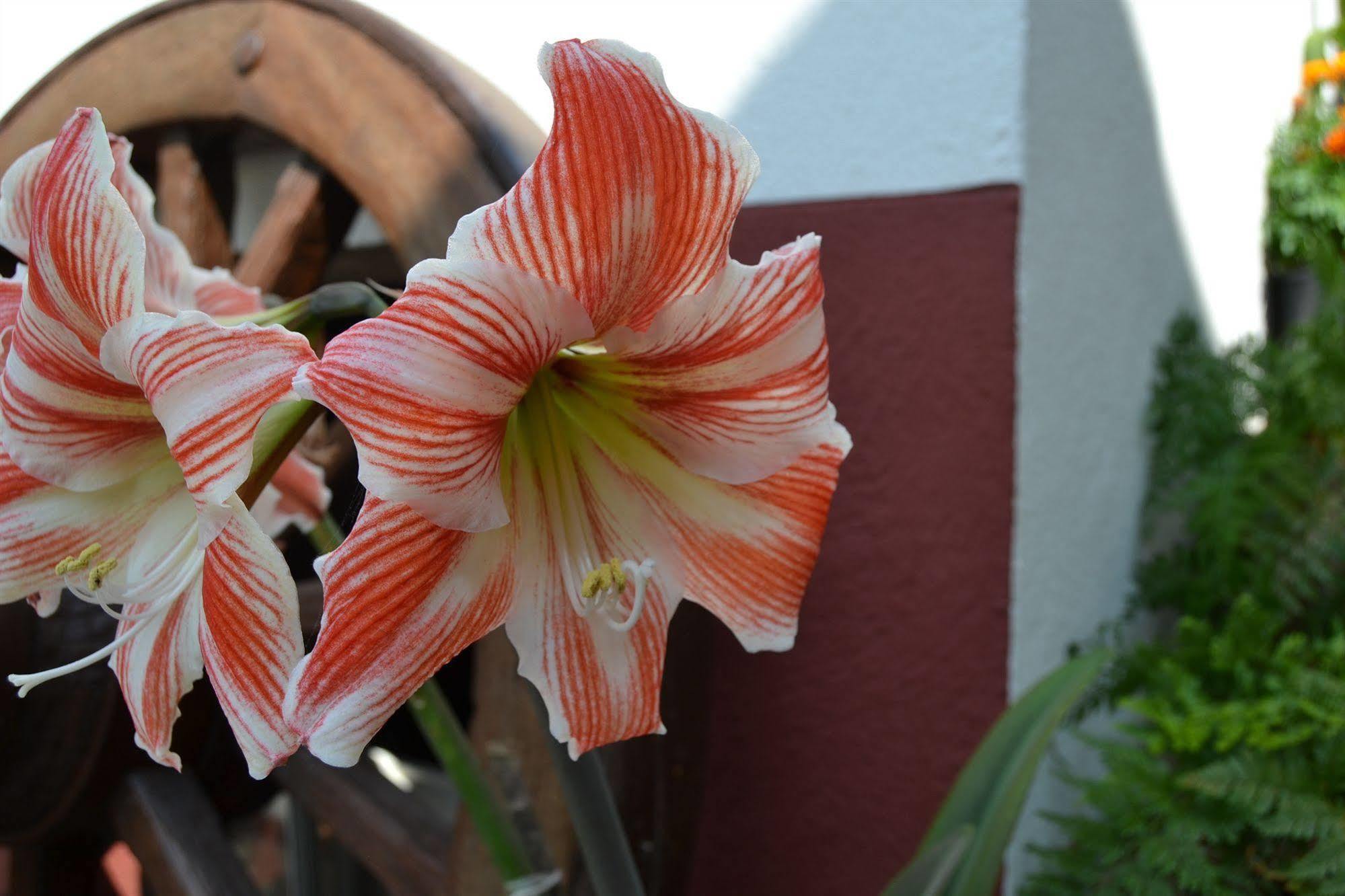 Quintal De Alem Do Ribeiro-turismo Rural Guest house 3*