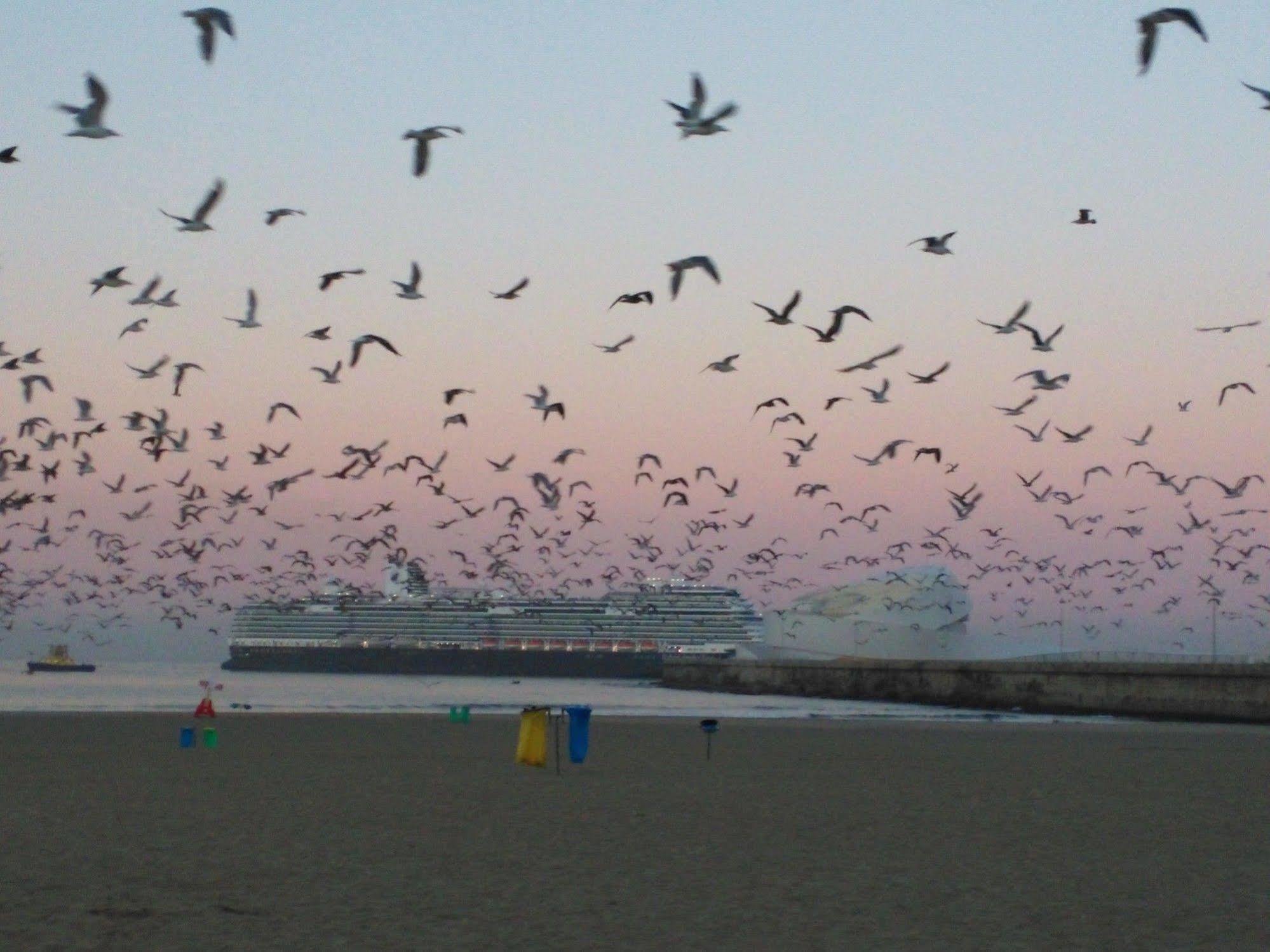 Amadeos - Matosinhos - Porto Matosinhos (Porto)