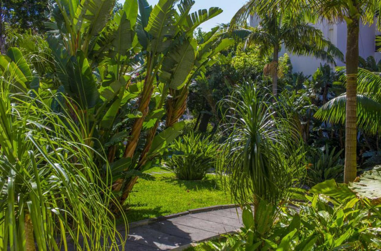 Buganvilia Funchal (Madeira)