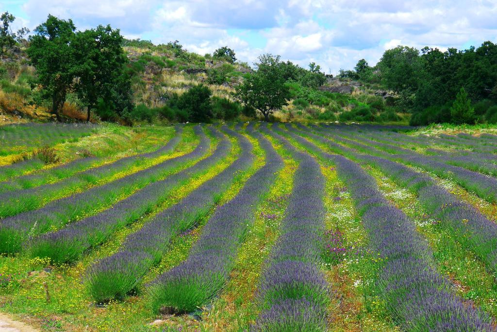 Farm stay Quinta Lavandas Castelo de Vide