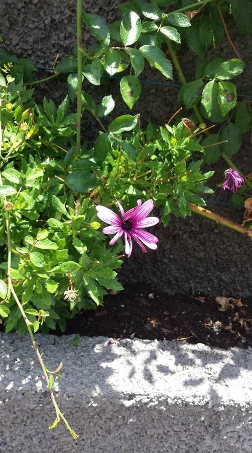 Vakantiehuis Paraiso Flores Estreito Da Calheta