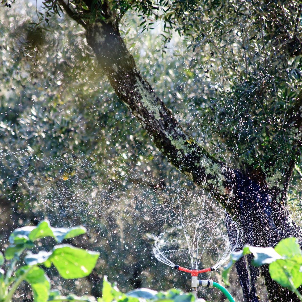 Quinta Da Palmeira - Retreat & Landhuis