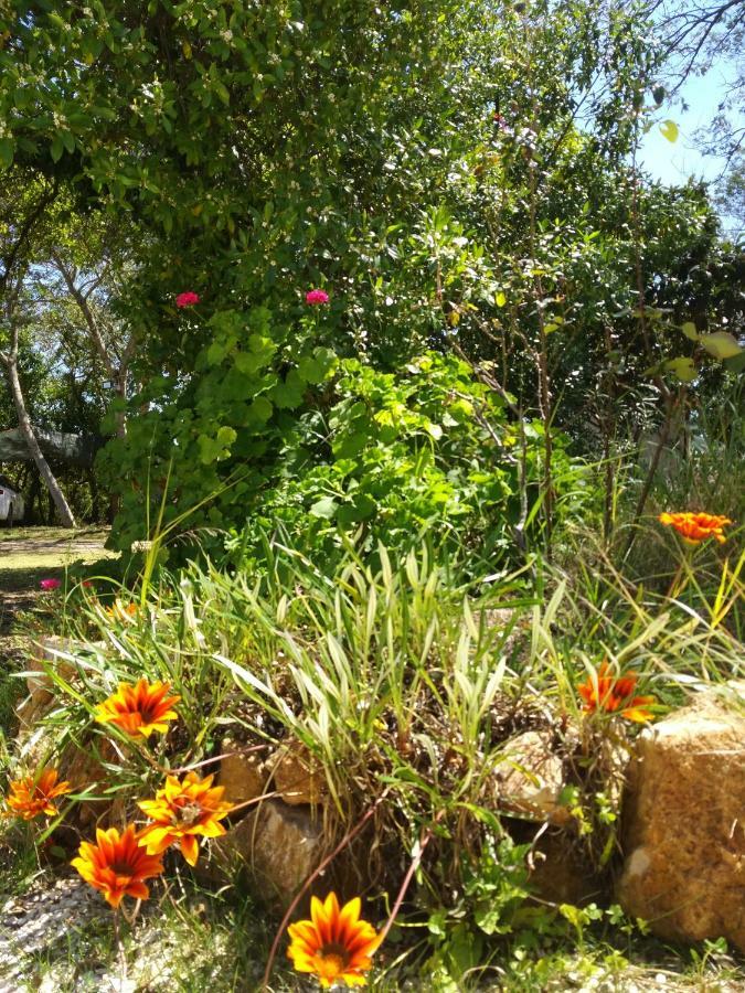 Nature Houses *