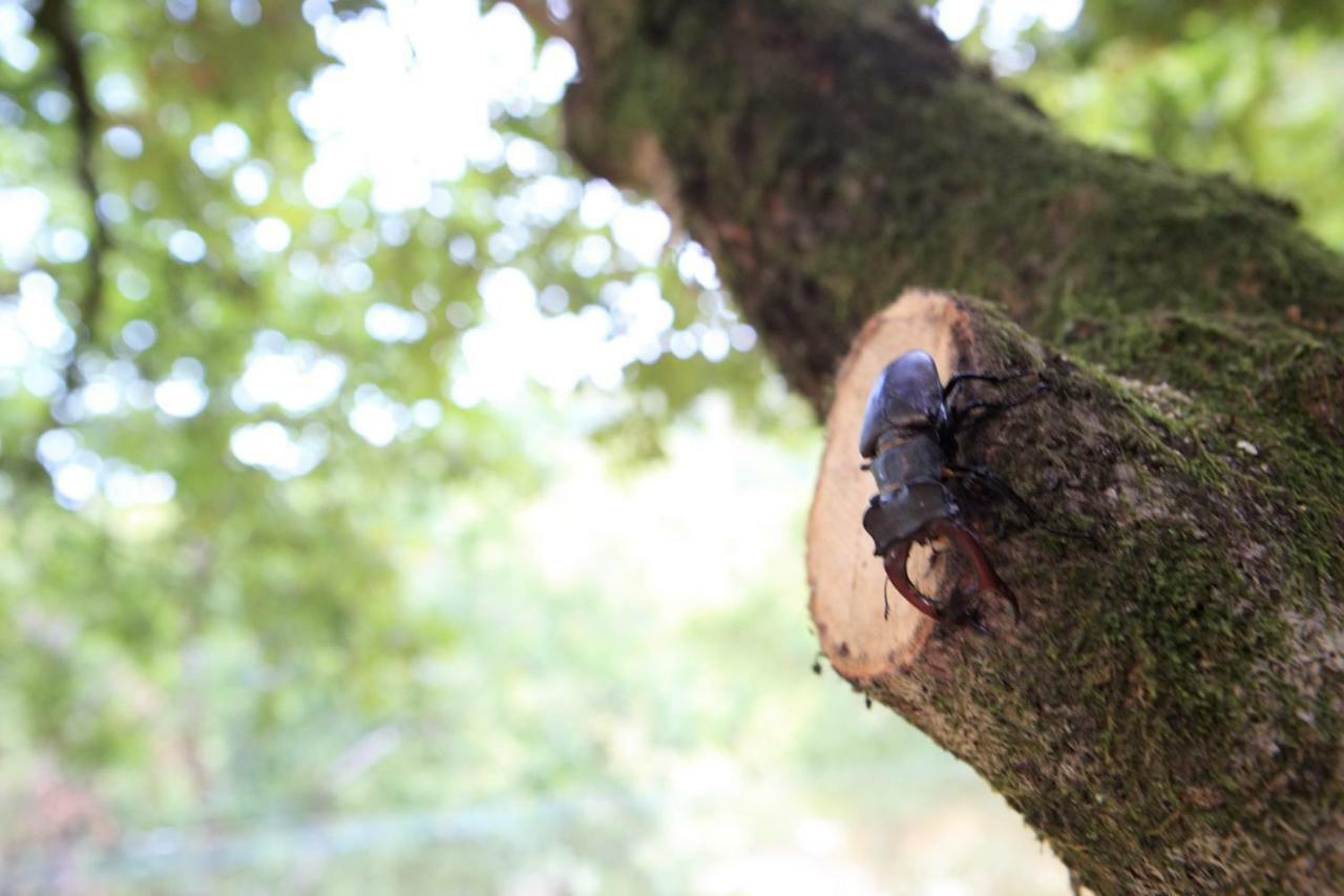 Lodge Oak Nature *