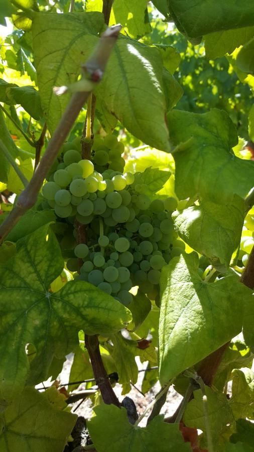 Quinta Do Acipreste