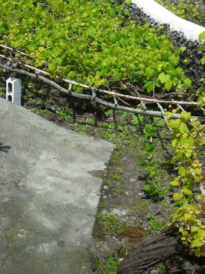 Adega Ilheu Feteira (Terceira)