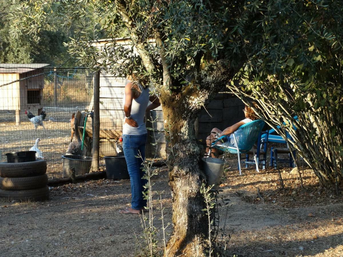 Casa Das Palmeiras Farm stay *