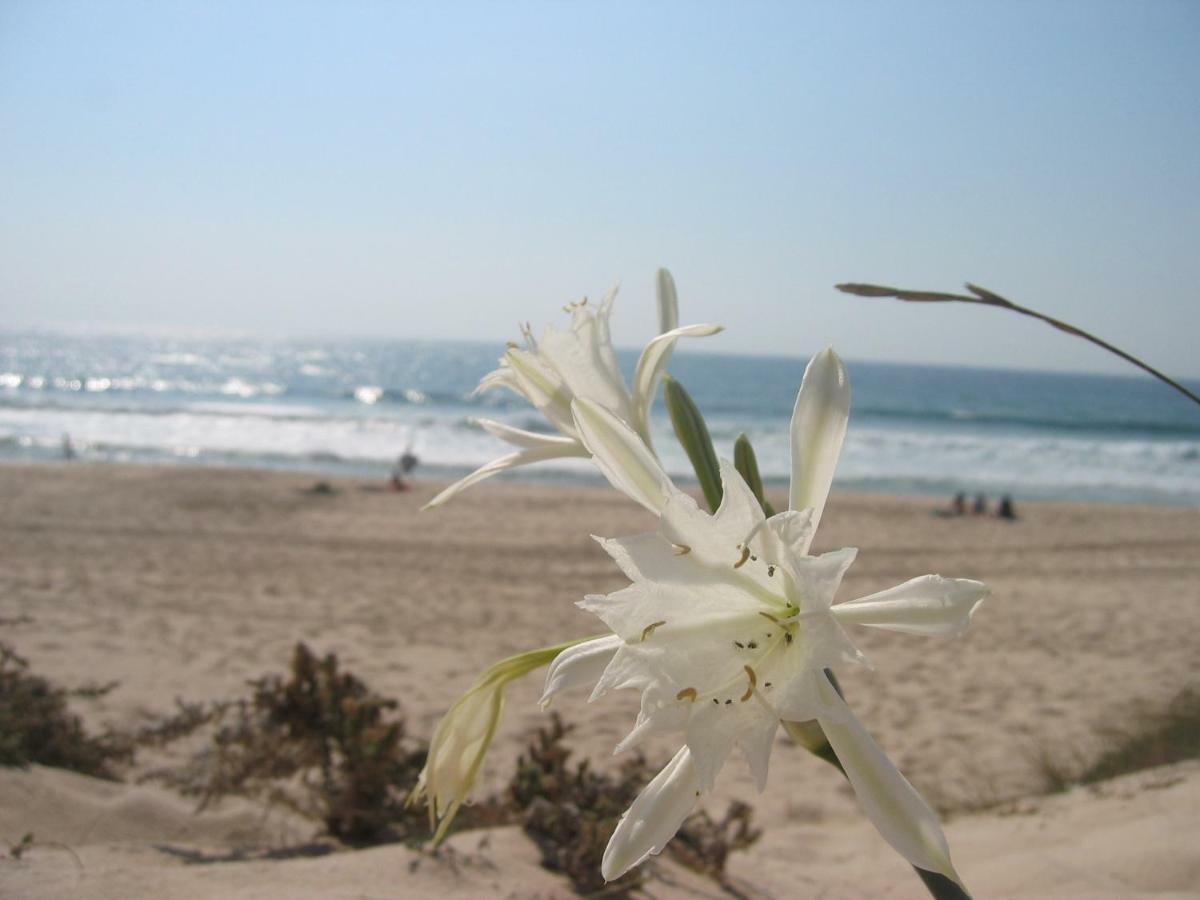 Guest house Blue Guide Milfontes 3*
