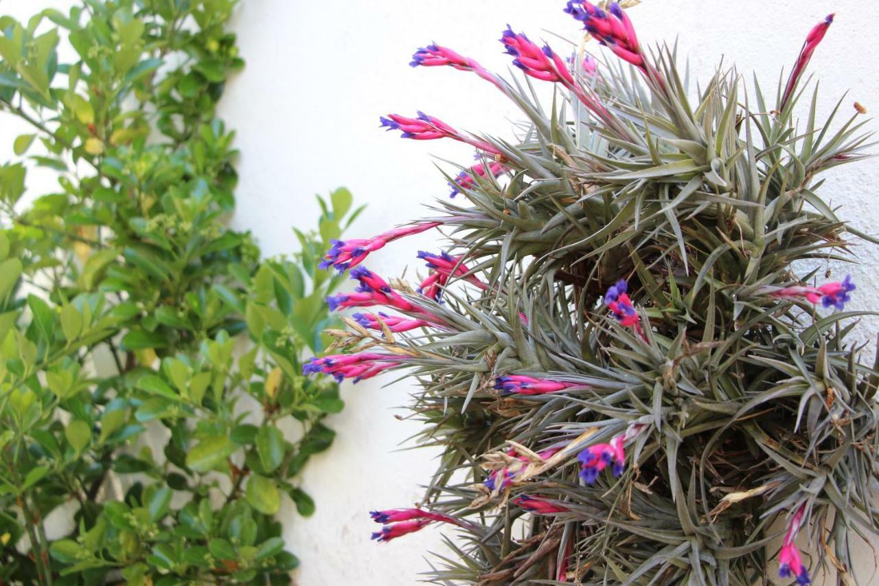 Casa O Futuro Bed & Breakfast Alcobaca
