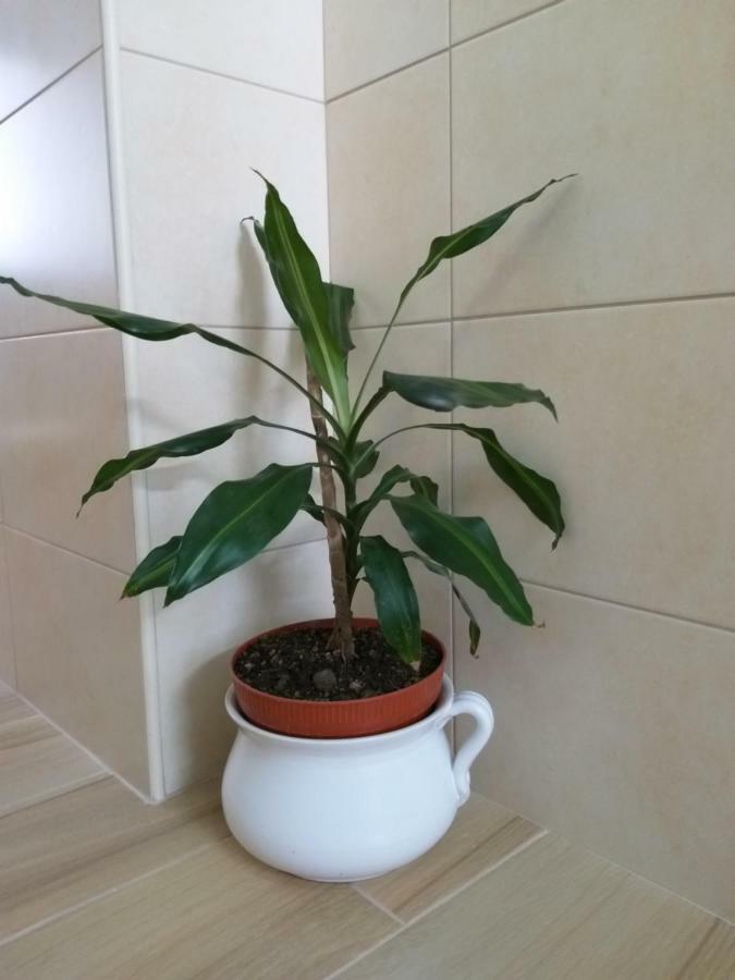 Сasa de vacaciones Casa Da Rosarinha Água de Alto