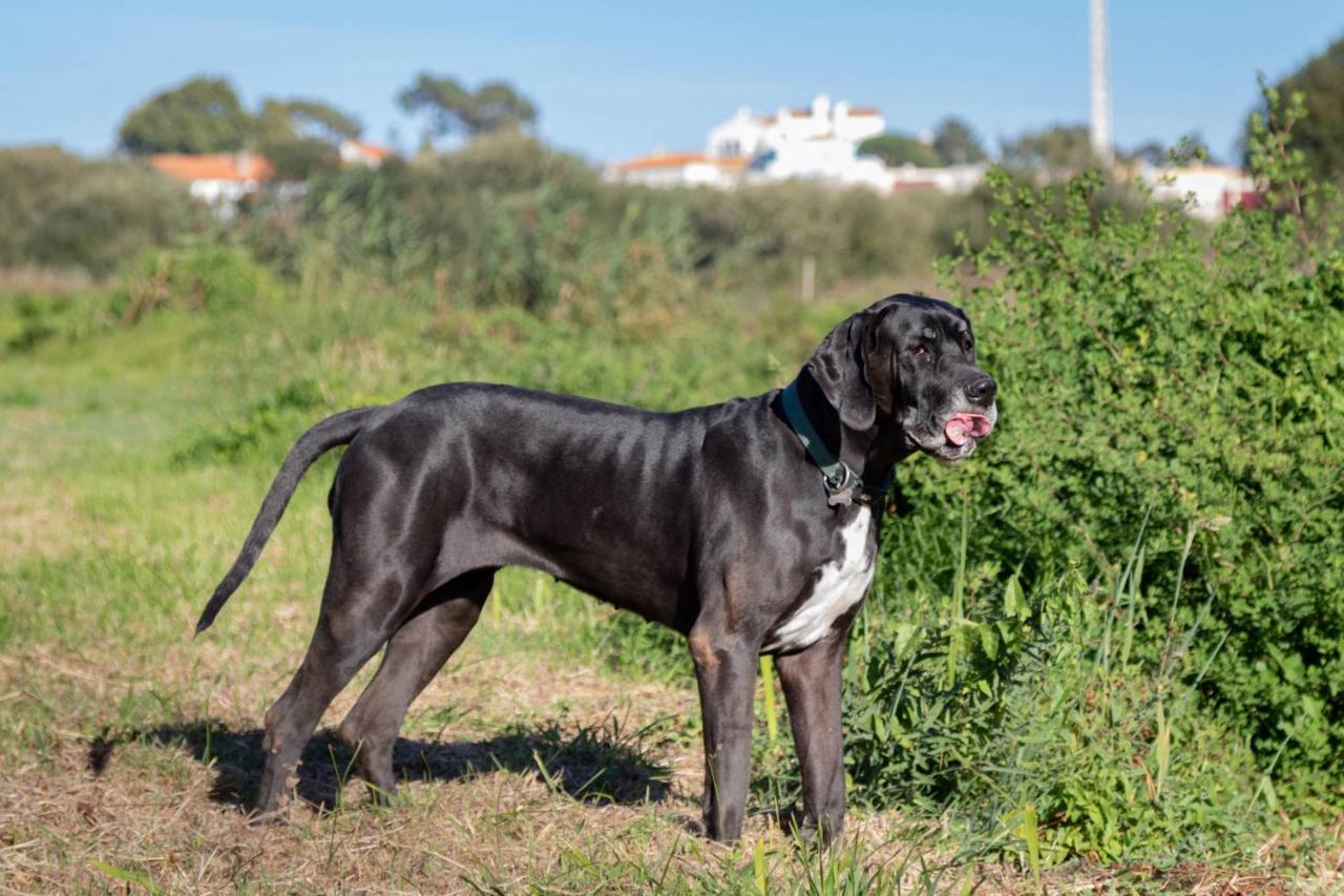Farm stay Quinta Da Foz Foz do Arelho