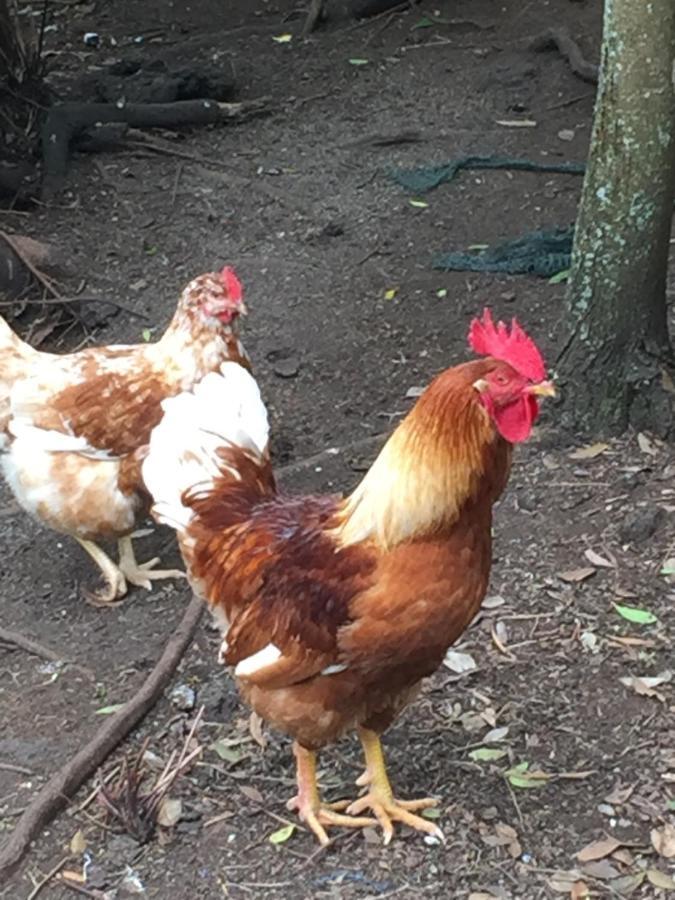 Intact Farm Velas