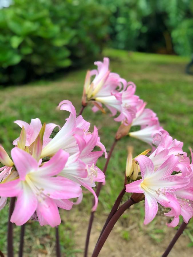 Quinta Da Bela Vista Ponta Delgada (Sao Miguel)