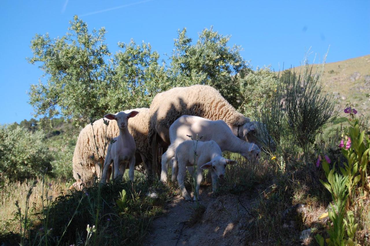 Vakantieboerderij Casa Da Carrica - Serra Da Estrela Guarda