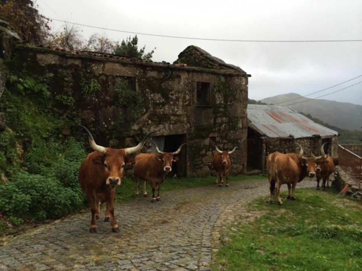 Casa Do Ramiscal - Eido Do Pomar Holiday home *